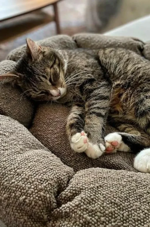OBI Hundbädd/kattbädd