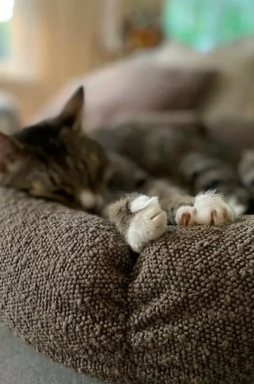 OBI Hundbädd/kattbädd