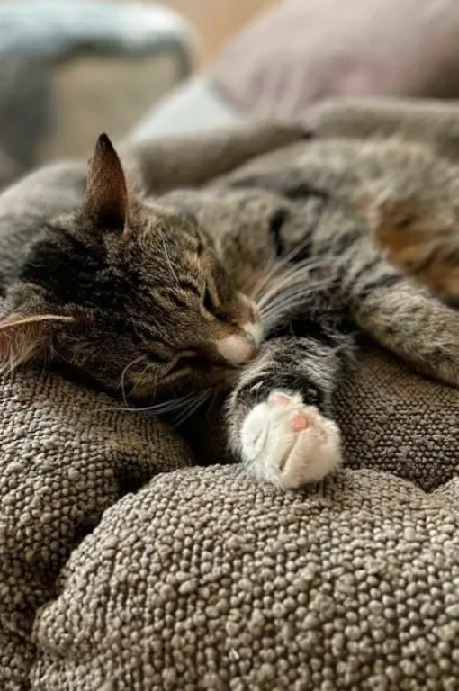 OBI Hundbädd/kattbädd