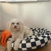 YOSHINI Hundbädd/kattbädd